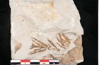 Foto (Detailansicht) von Libocedrus salicornioides Endl. (NHMW-GEO-2024-0188-6748)